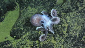 Octopus seen during Ocean Observatories Initiative's Vision '13 expedition
